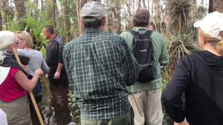 Sloughing Slogging in the Everglades by Donald Walker 745 views 7 years ago 6 minutes, 14 seconds