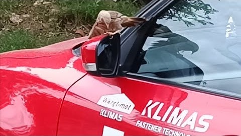 Bird fighting in Car  Mirror