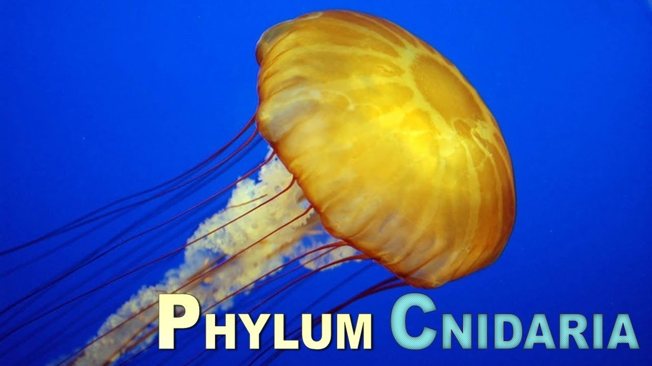 Kingdom Animalia Phylum Cnidaria