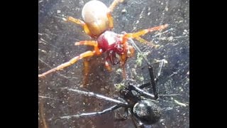 Black Widow Vs. Woodlouse Spider  **DeathMatch**