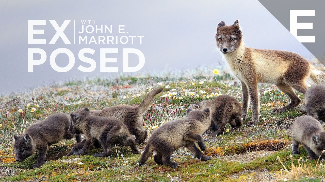 Black Arctic Fox Cubs Vulpes Lagopus Stock Photo 1444292303 | Shutterstock, image size:1280x720