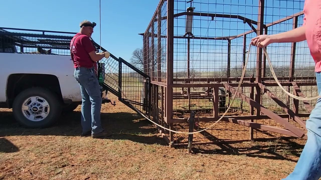 First hogs in new pig 🐖 wagon!! Works great 👍  Sorry about the wind, it was horrible .