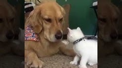 泣ける 笑える 犬猫動画press Youtube