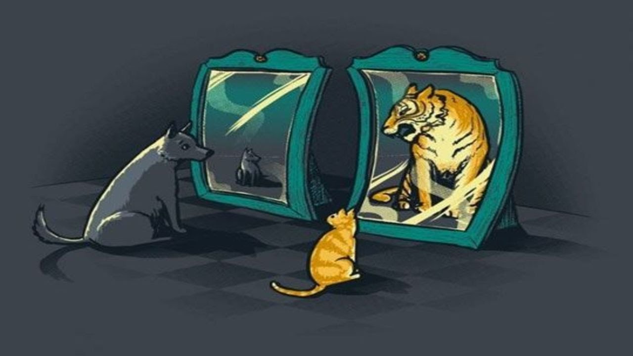Video Lucu Kucing Dan Anjing Vs Cermin Baru Youtube