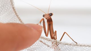 It took a year to shoot and document the entire life of my pet praying mantis by Petit World 3,774 views 11 months ago 8 minutes, 8 seconds