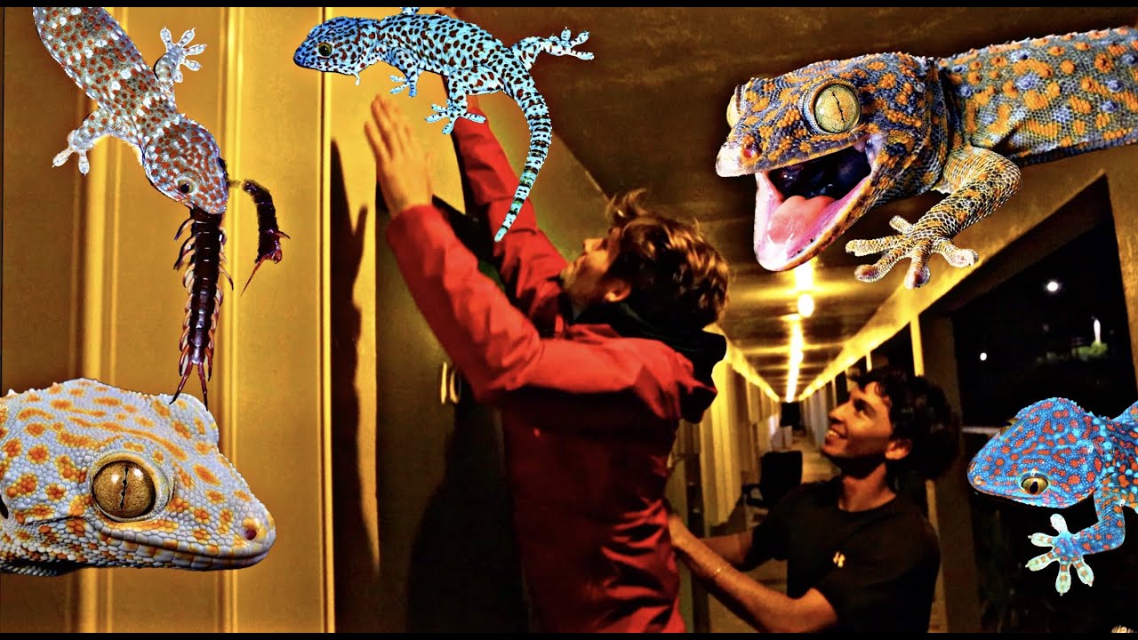 CATCHING EXOTIC SOUTH FLORIDA LIZARDS! YouTube