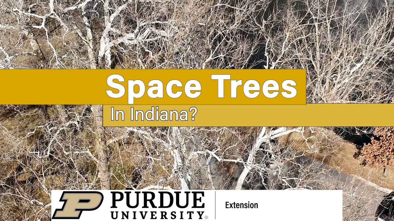 Space Tree - YouTube