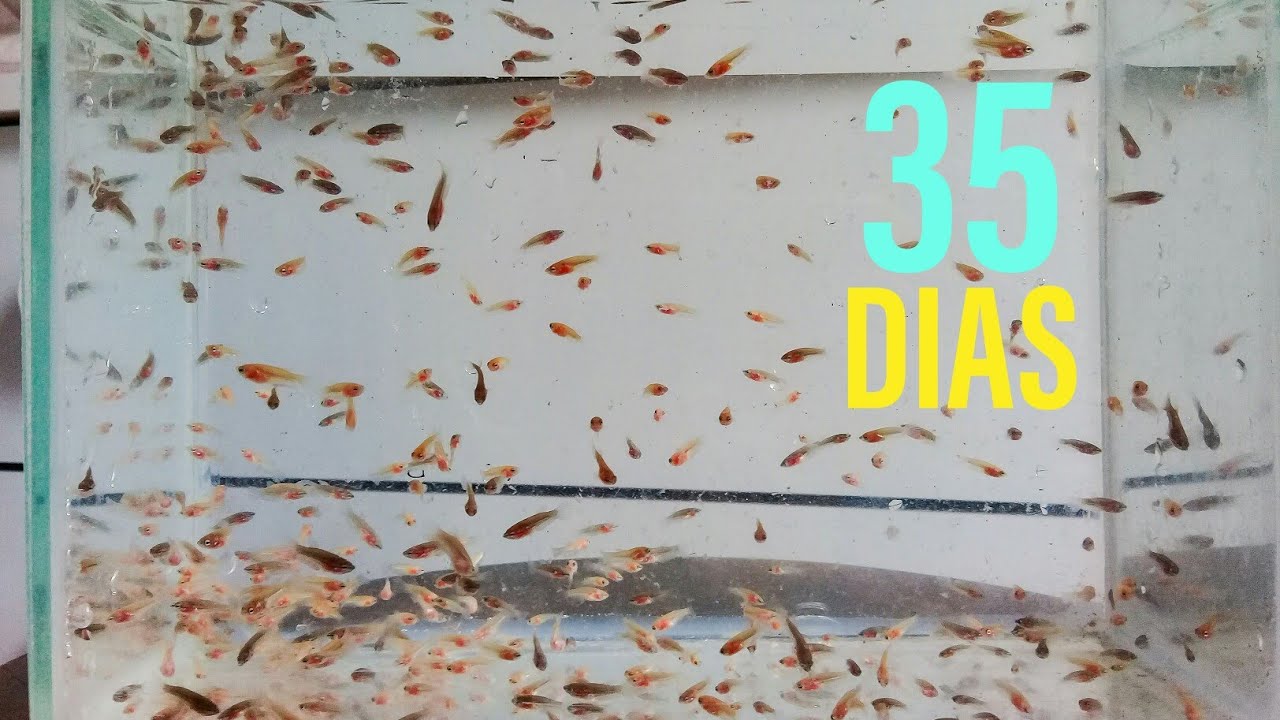 Bettas com 35 dias. Passo a passo do manejo. ASSISTA!!