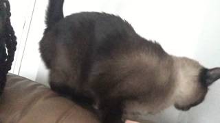 (В) КотэНежность =^..^= СИАМСКИЕ КОШКИ (В) КотэНежность =^..^= СИАМСКИЕ КОШКИ