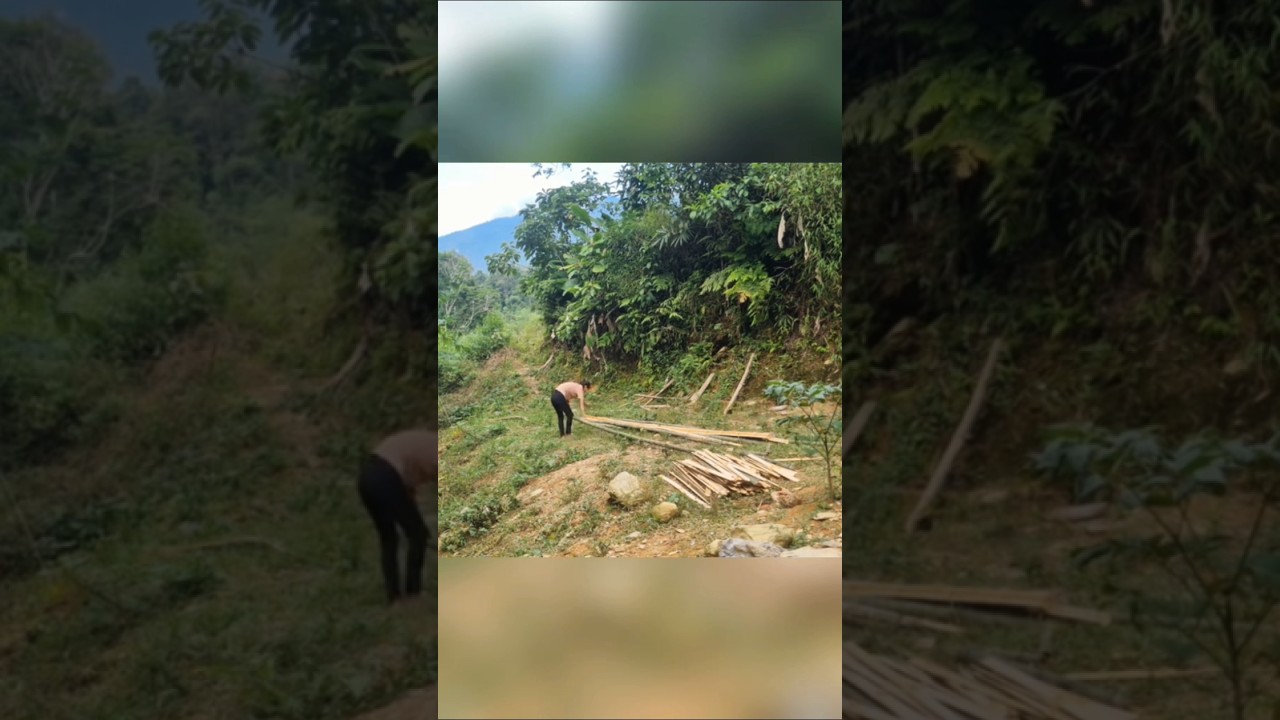 Planting a sugarcane field at the farm 