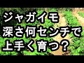 ジャガイモ深さ何センチだと良く育つか？ズバリ○○