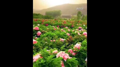 عبد الباسط عبد الصمد ،،، حالات واتس اب دينية ،،،قران كريم بدون حقوق