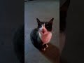 mais quê lindo gato fofo#petsfofinhos#gato#youcart#pet#viral