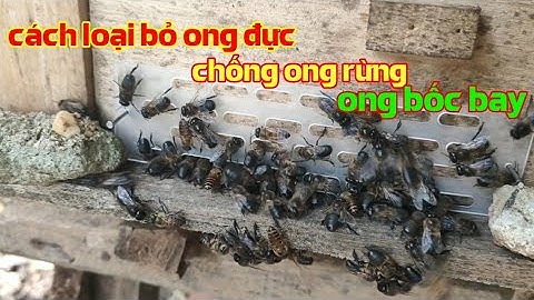 Cách loại bỏ ong đực, cách chống ong rừng, chống ong bốc bay| Ong rừng hd
