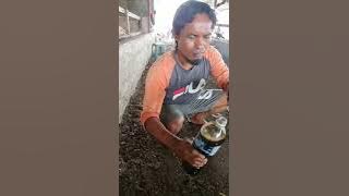 UBAT CACING PADA LEMBU.MACAM NI CARANYA.....