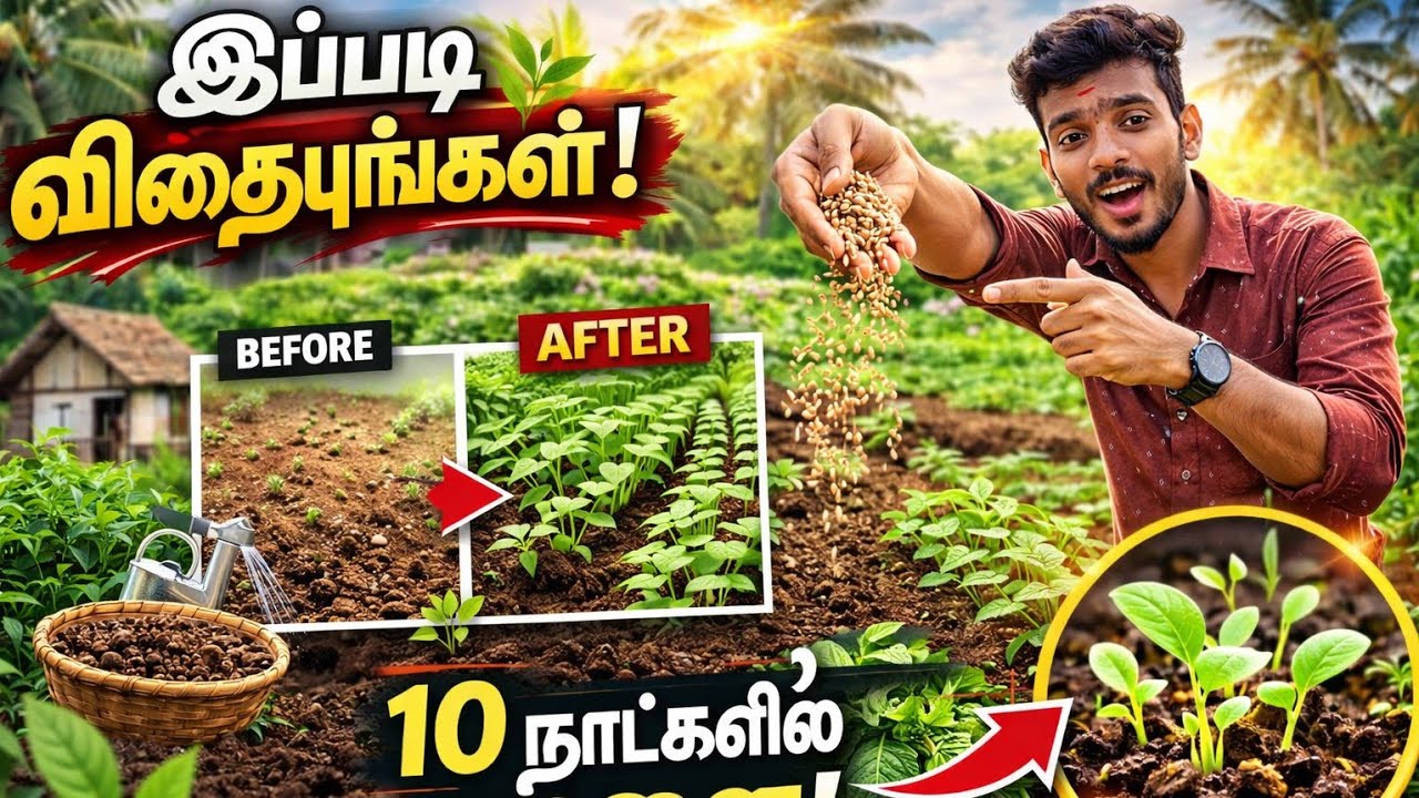 தண்டு கீரை இப்படி விதையுங்கள்! 7 நாளில் முளைக்கும் ரகசியம் 🌱 | Therichatha pannuvam