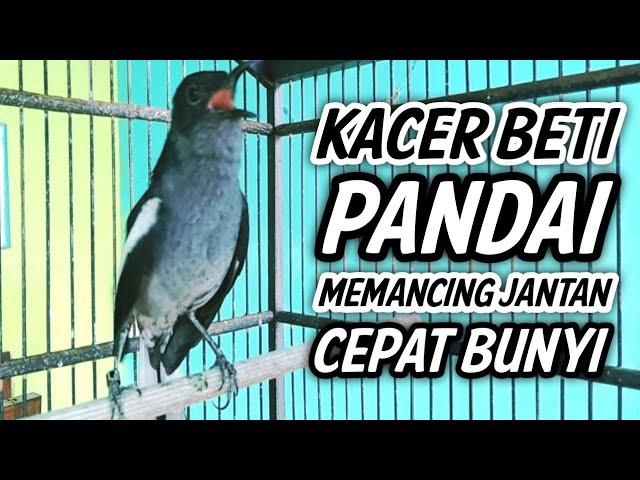 KACER BETINA GACOR PANDAI MEMANCING KACER JANTAN AGAR BUNYI !! PANCINGAN KACER GACOR BETINA AMPUH. class=