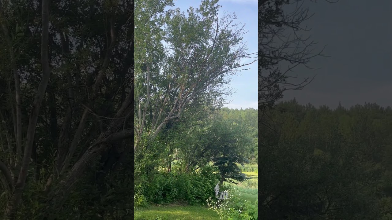 What Alberta Bird is This? 