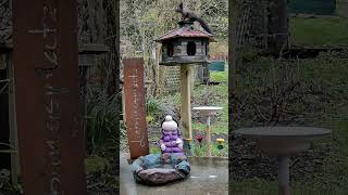 Auf Wache! Eichhörnchen sichert das Vogelhaus 🐿️👀On guard!  Squirrel protects the bird feeder 🐿️👀