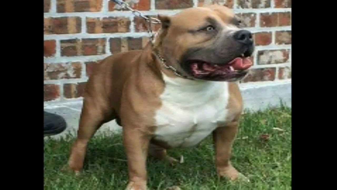 Royal Kennels Home Of The American Bully. Diesel x Fancy ♊ YouTube