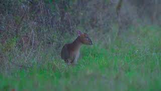 Stomping Muntjac Deer
