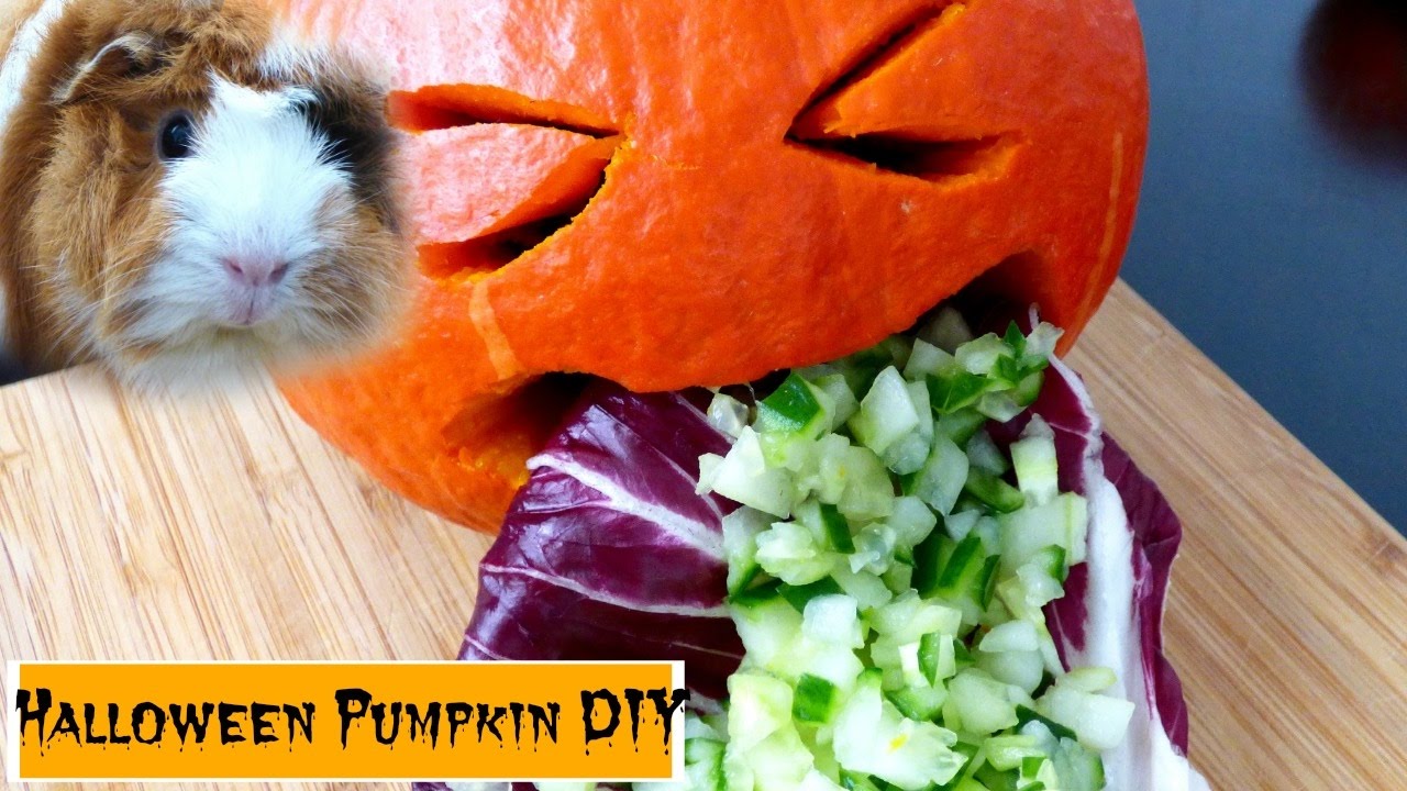 Halloween Vomiting Pumpkin Veggie DIY for Guinea Pigs YouTube