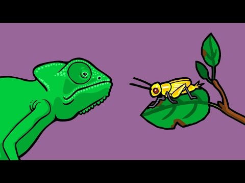 فيديو: هل الانتقاء الطبيعي يعمل على الأنواع؟