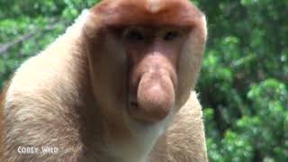 Animals Funny Monkey Business Try not to Laugh #monkey #funnyanimals #funnymonkeys #proboscismonkey