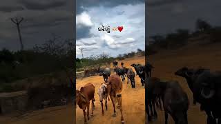 cow with jafrabadi buffalo masti to run | same buffalo play at farm area#short#viral#trending#bull