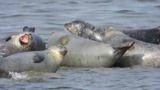 Seals of Sandy Hook NJ