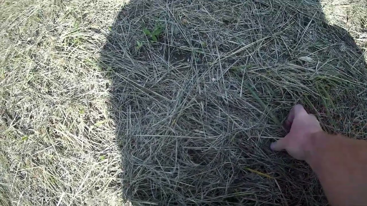 First Week Summer Food Plot Update!!