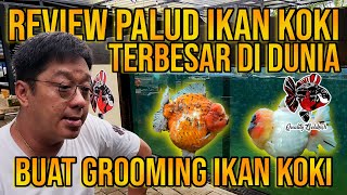 REVIEW PALUD KOKI TERBESAR DI DUNIA ‼️ UNTUK GROOMING IKAN KOKI ‼️