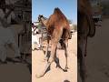      مهرجان الجمال  مشاهد مذهلة لتحميل الجمال في السيارة  سمعها
