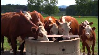 Conservation Pays: Conservation Reserve Enhancement Program (CREP)