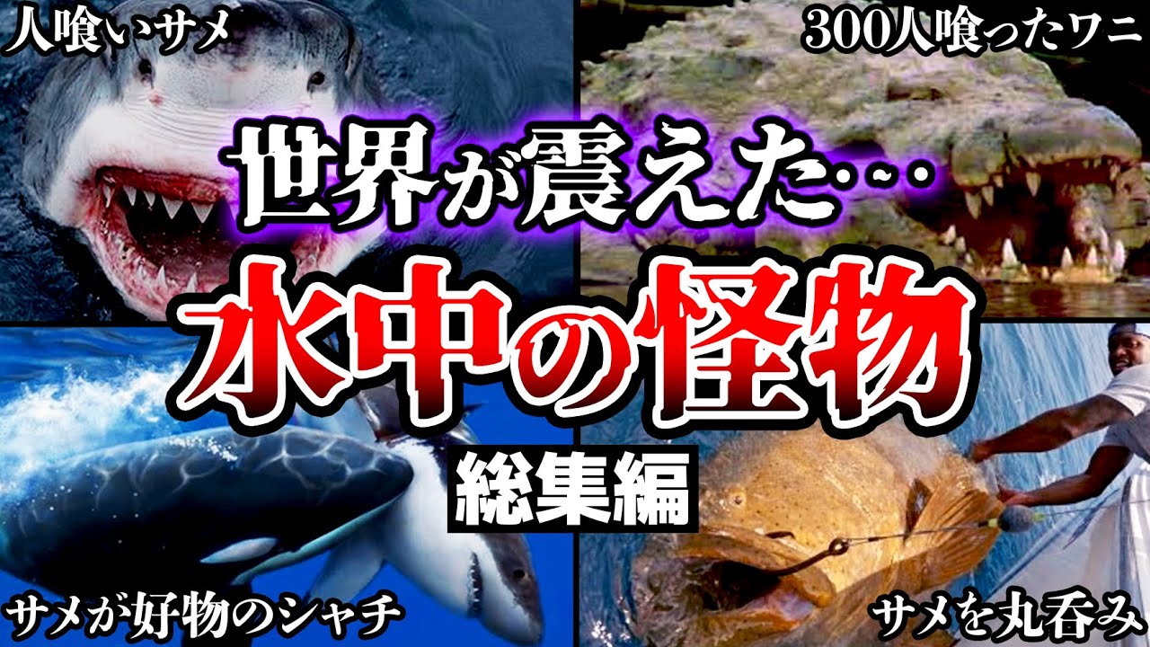 【総集編】世界が震えた…水中に潜む怪物・超危険生物たちについてまとめ【閲覧注意】【ゆっくり解説】【ワニ】【サメ】【シャチ】