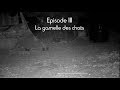 FOX STORIES Episode III La gamelle des chats