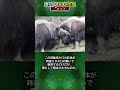 愛すべき悲しい生物ジャコウウシ#都市伝説#予言#宇宙#shorts