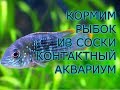 Кормим рыбок из соски Контактный аквариум Океанариум Новосибирск
