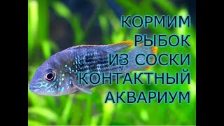 Кормим рыбок из соски Контактный аквариум Океанариум Новосибирск