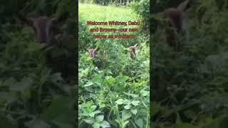 Whitney, Dabu and Browny- bagong alaga naming   goats sa mini farm-helper sa pag alis ng mga damo.