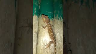 red gecko intence close caption
