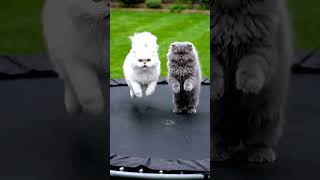 #cat #jurassicworld #funny @BrainBrief.f