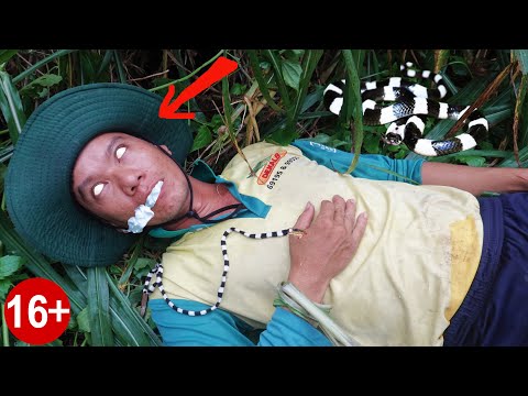 Video Thò Tay Vào Tổ Bìm Bịp Anh Mít Đỏ Bị Rắn Cạp Nia Cắn... - youtube