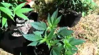 Grow'n Cannabis with Cat