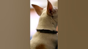 Understanding Canine Body Language