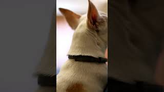 Understanding Canine Body Language