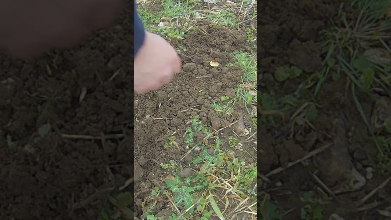 That moment a GOLD HAMMERED COIN pops up.