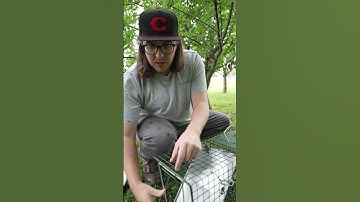 Setting Traps for the Predator that ATE My Chicken! #chickens #chickencoop #predators #trapping