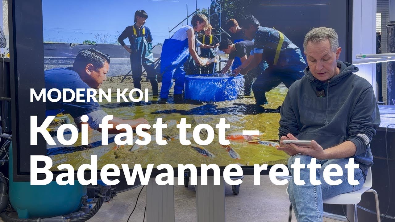 Koi in neuer Innenhälterung: Fast alles schiefgelaufen | Modern Koi Blog #7884