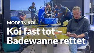 Koi in neuer Innenhälterung: Fast alles schiefgelaufen | Modern Koi Blog #7884